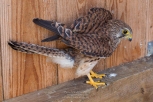 Faucon crécerelle - Falco tinnunculus (CDS - Domaine des Oiseaux, Ariège)